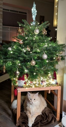 Customer photo review of Gelenk Gummies