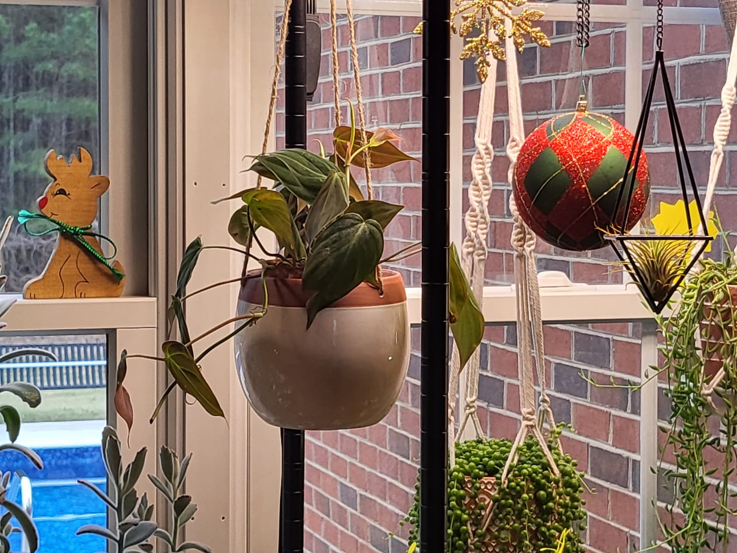 Customer photo review of Philodendron hederaceum 'Micans'