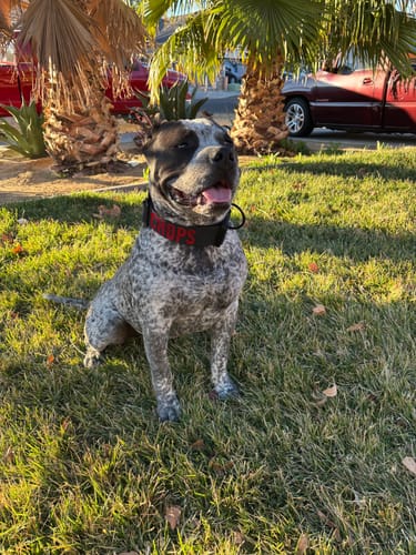 Customer photo review of Black Bully Proof Collar