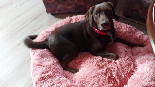 Customer photo review of Puppery Hundebett Wolke 7 - Das Original