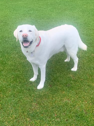 Customer photo review of 1.5" Tacti Slim Dog Collar- Black