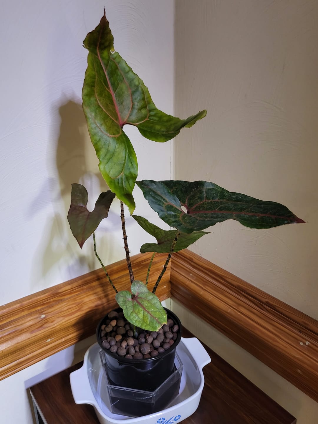 Customer photo review of Cyrtosperma johnstonii