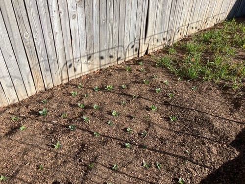 Customer photo review of Fava Bean Cover Crop Seeds