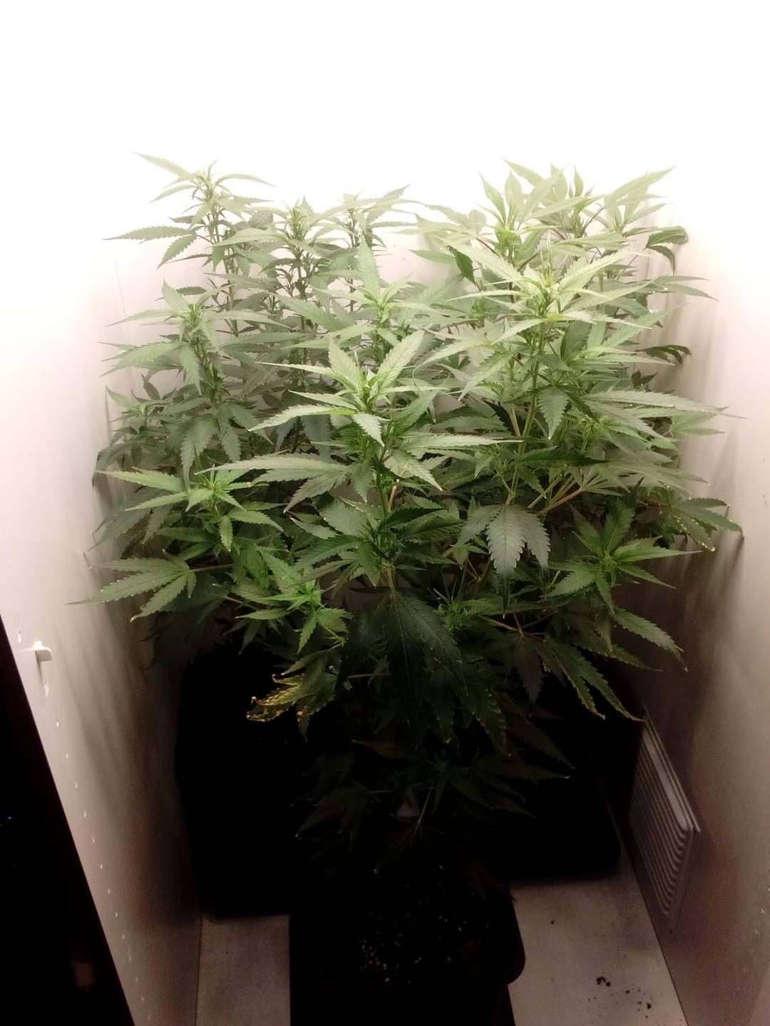 Customer photo review of Hanfstecklinge | Gorilla Zkittlez