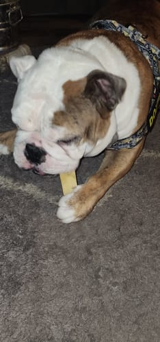 Customer photo review of MIX FLAVORED (strawberry, banana, mint, & pumpkin): A PACK OF 4 STICKS