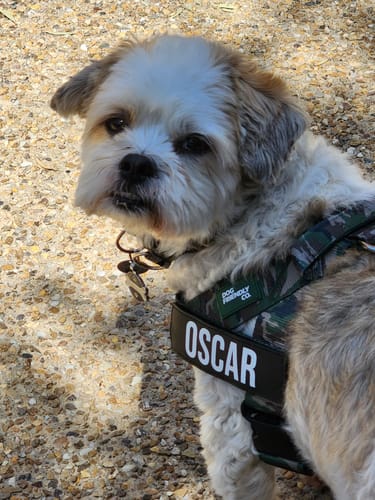 Customer photo review of Dog Harness