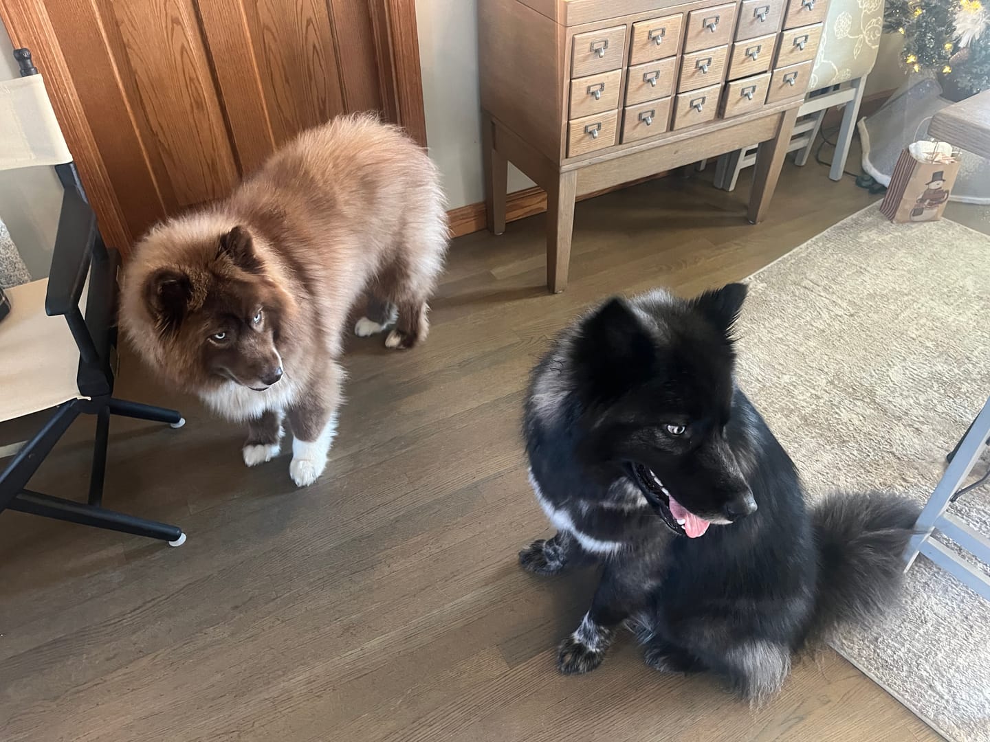 Customer photo review of Professional PLUS Pet Grooming Vacuum Kit