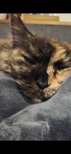 Customer photo review of 2+1 Senioren Gelenk Paket