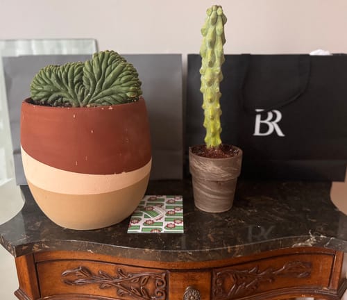 Customer photo review of Trichocereus Pachanoi Cristata | Crested San Pedro Cactus