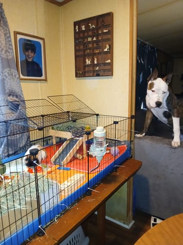 Customer photo review of 4x2 C&C Cage - Ideal for two guinea pigs