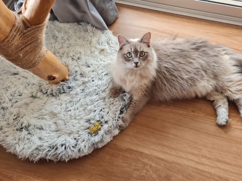 Customer photo review of Michu Fluffy Blossom Real Wooden Cat Tree - Premium Quality & Stylish Cat Furniture - Extra Large