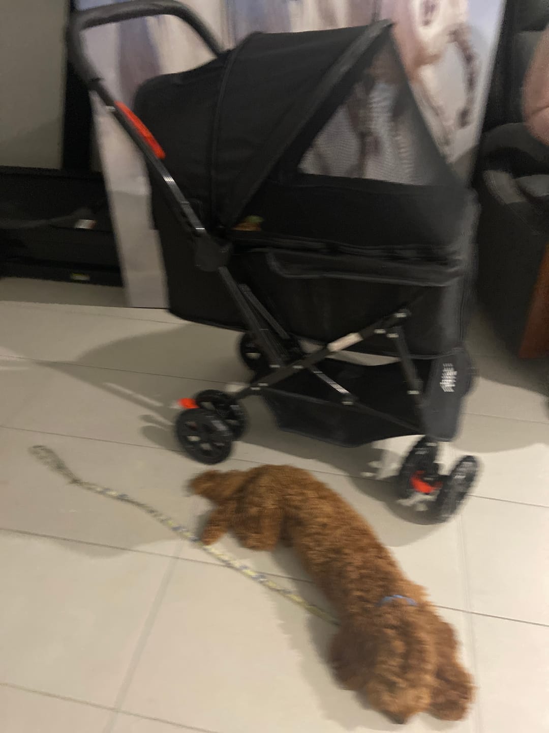 Customer photo review of PaWz Pet Dog Stroller Pram 4 Wheels