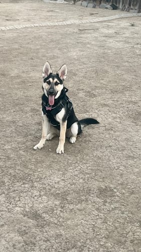 Customer photo review of NEW Upgraded Tactical No-Pull Team K9™ Dog Harness with 4 Quick-Release Metal Buckles, Reinforced Front & Back D-Rings, Hook & Loop Panels, Adjustable Straps, Reflective Strips, & Top Handle