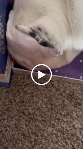 Customer video review of MIX FLAVORED CHEWS ( A PACK OF 6 STICKS )