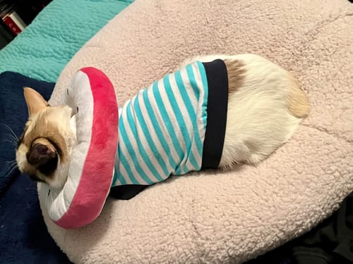Customer photo review of Taro Pudding Bed