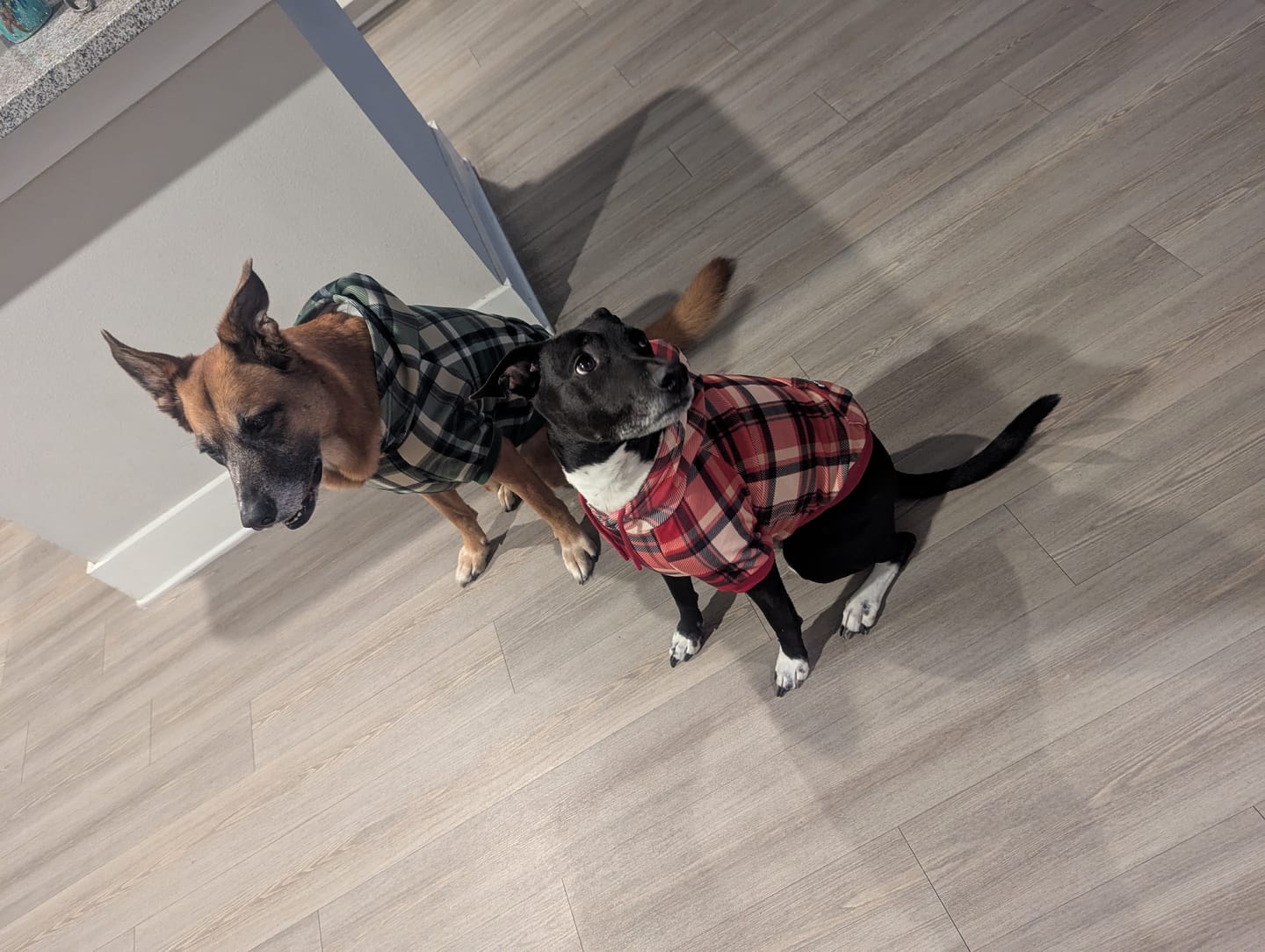 Customer photo review of Red Plaid Human Hoodie