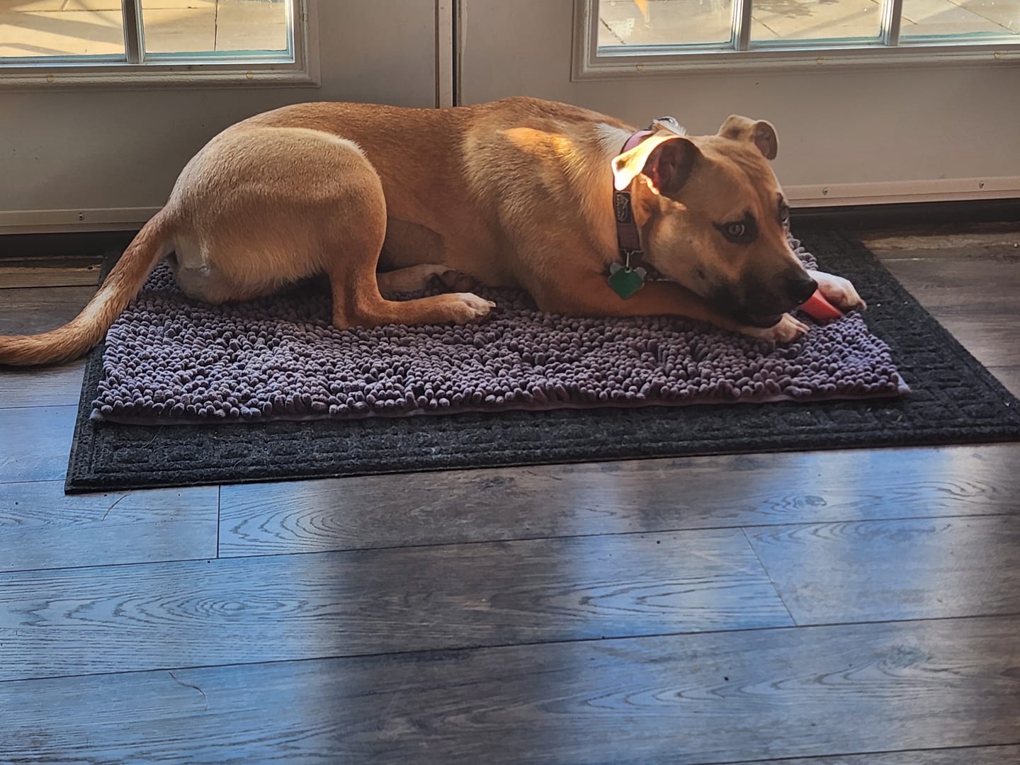 Customer photo review of Strawberry Himalayan Yak Chew (MEDIUM)