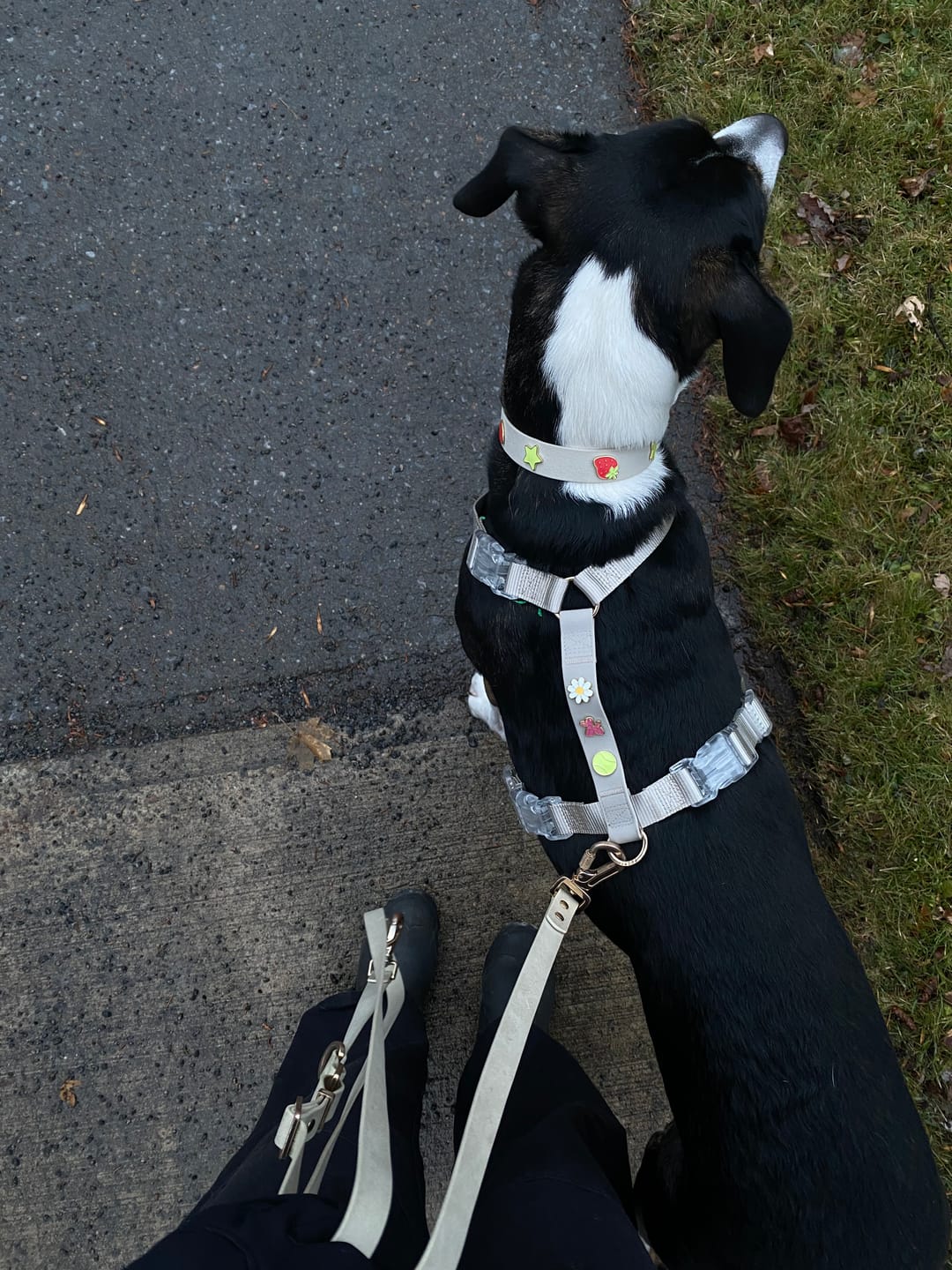 Customer photo review of Moodies Harness