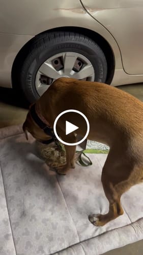Customer video review of Smoked Beef Marrow Bone