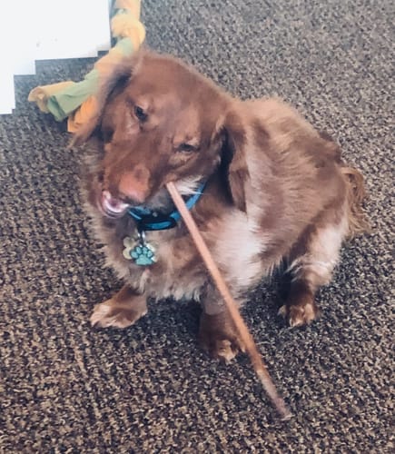Customer photo review of Smoked Beef Marrow Bone