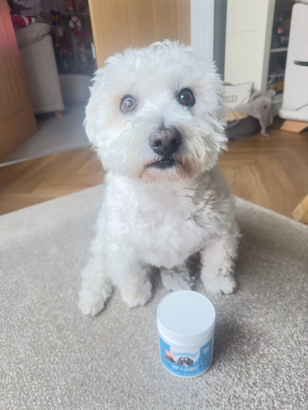 Customer photo review of Hip + Joint Supplement Chews for Dogs