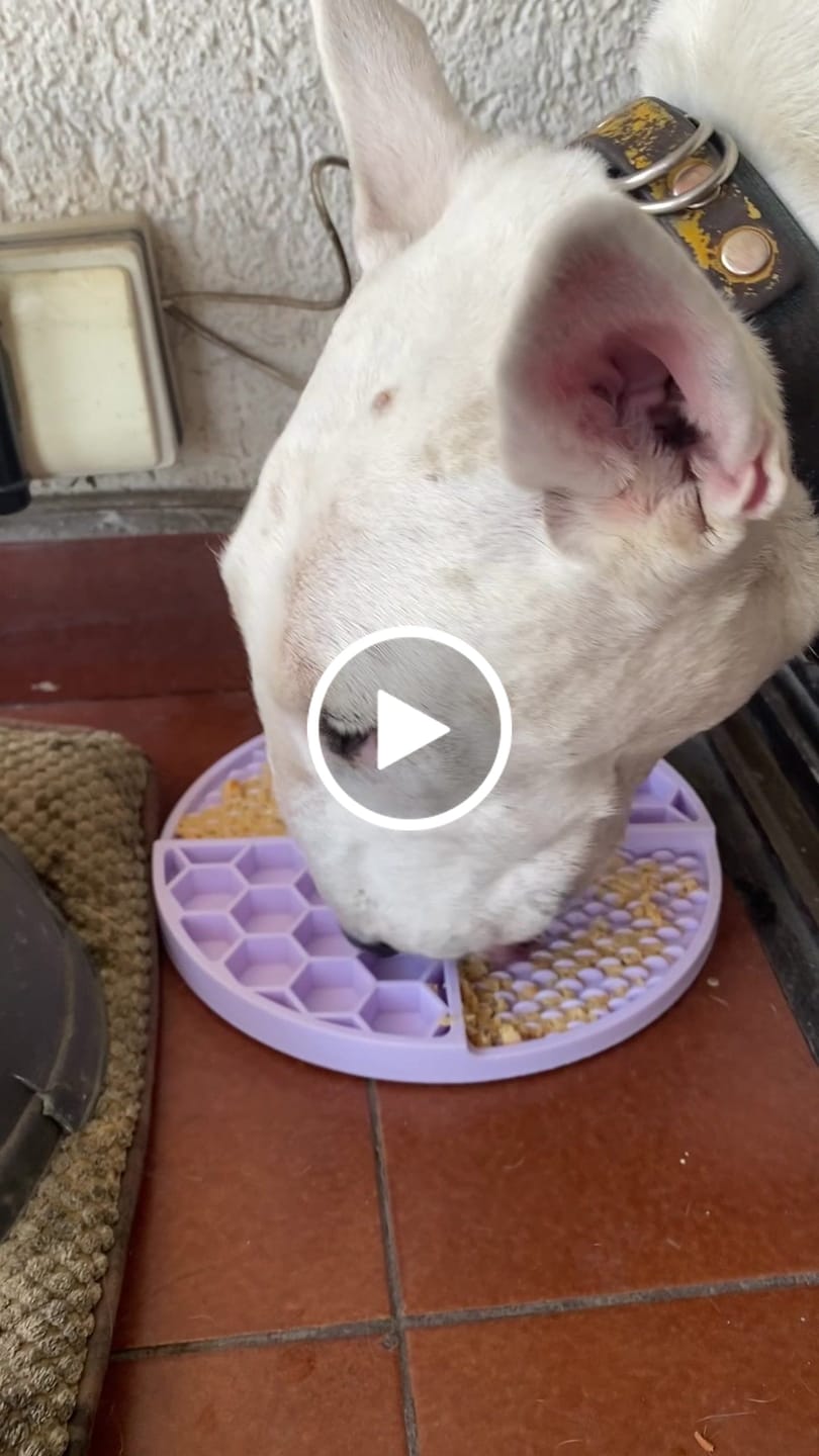 Customer video review of Caldo de Huesos Perros