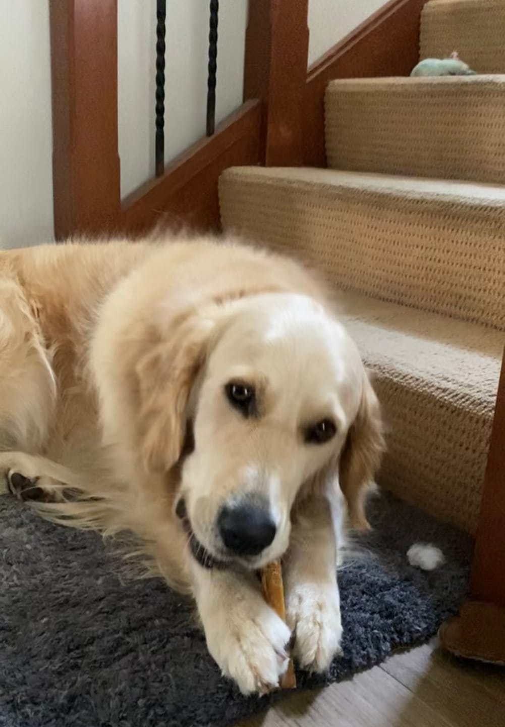 Customer photo review of Aussie Beef Tendons (Large Dogs)