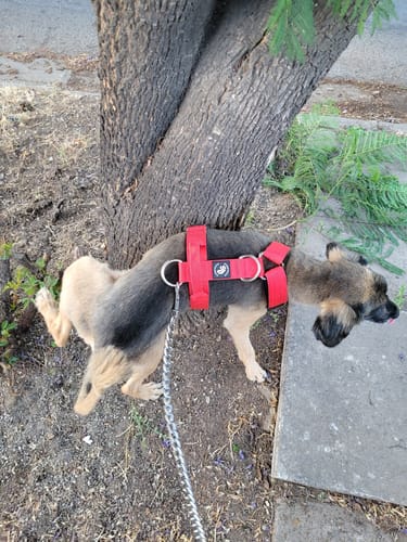 Customer photo review of Arnés Strap para Perros - Street Dogs - Red