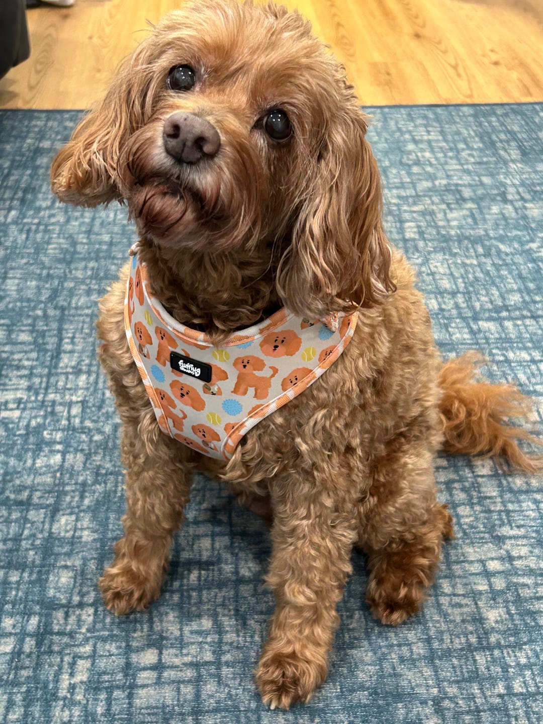 Customer photo review of Adjustable Dog Harness - Curly Club Collection