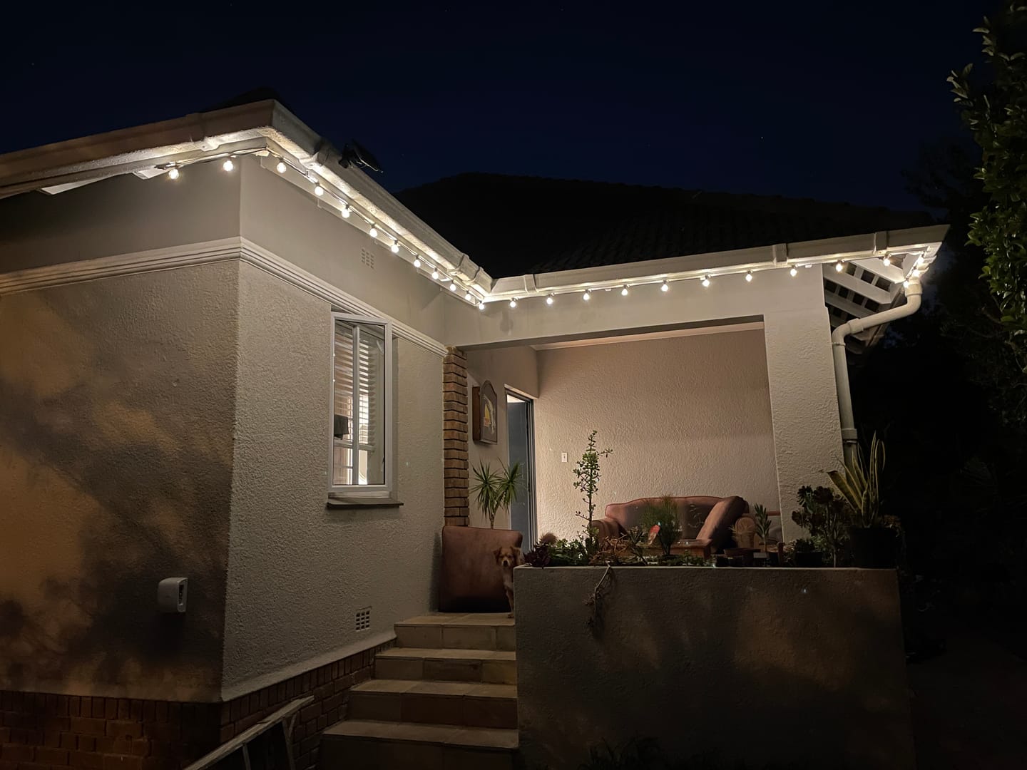 Customer photo review of Solar Mini Bulb String Lights - Black