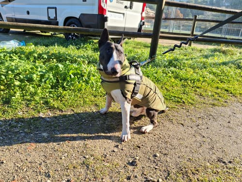 Customer photo review of Dog Coat With Zip - Shower Proof - Black