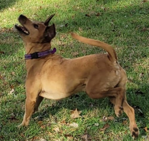 Customer photo review of Petsmont Buddy Guard Small Dog