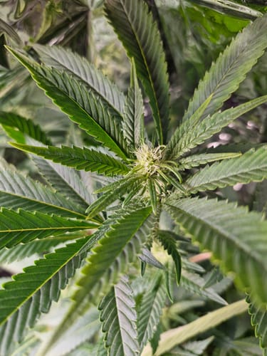 Customer photo review of Hanfstecklinge | Future Island