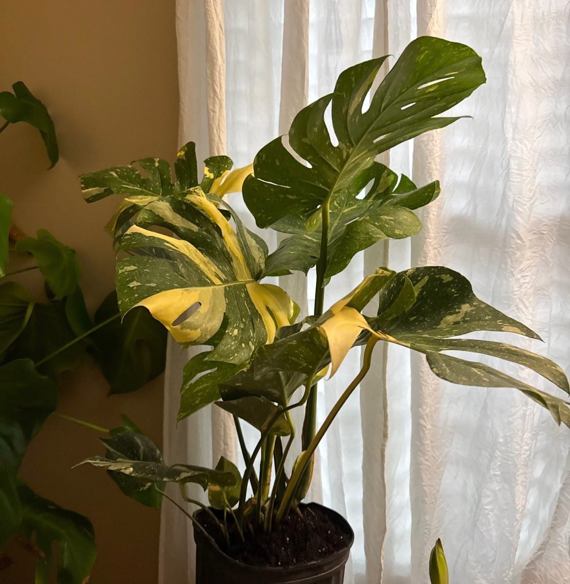 Customer photo review of Areca Palm, Golden Cane, Dypsis Lutescens
