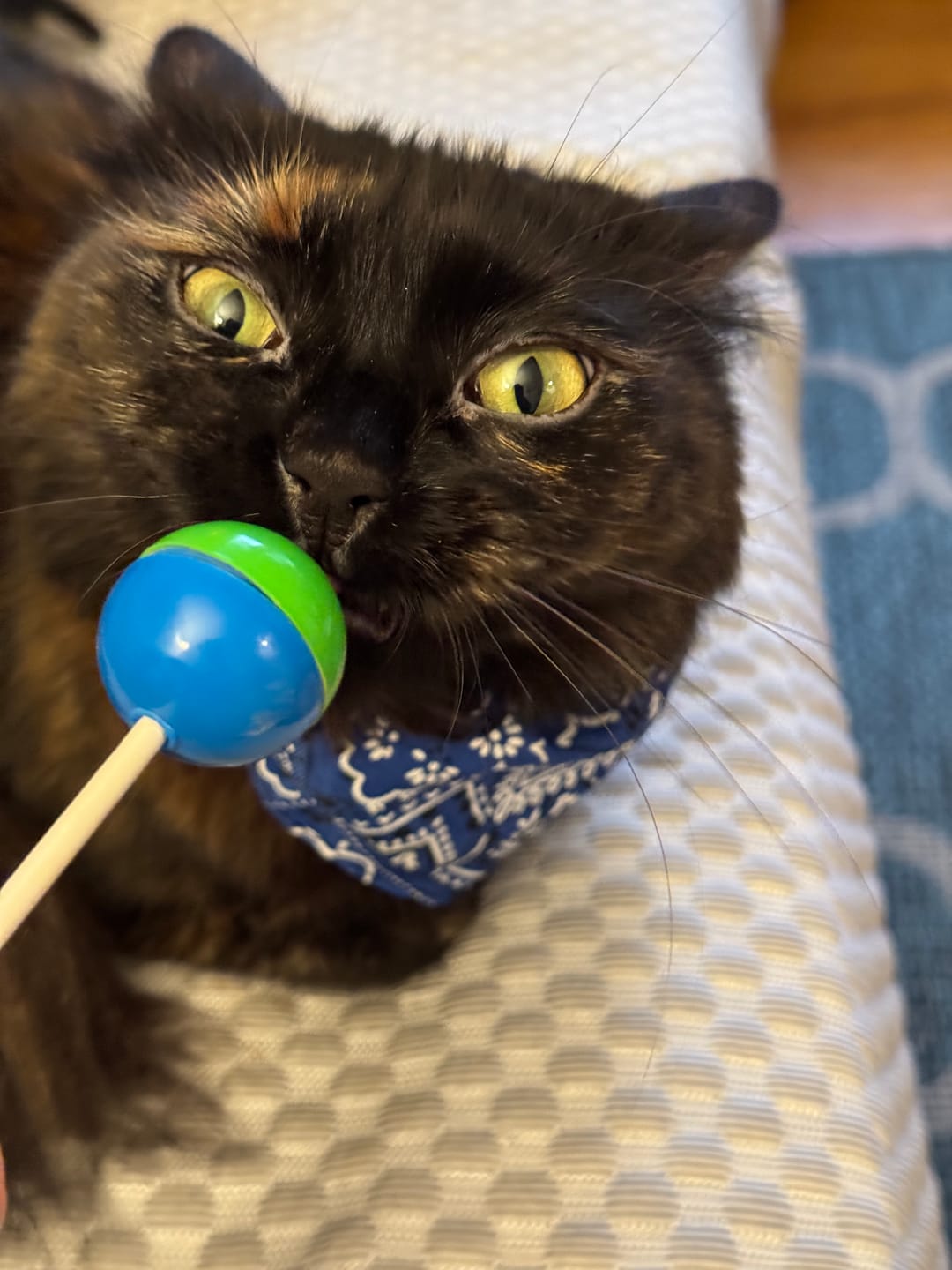 Customer photo review of NEW! - Pop 'n Purr Mix