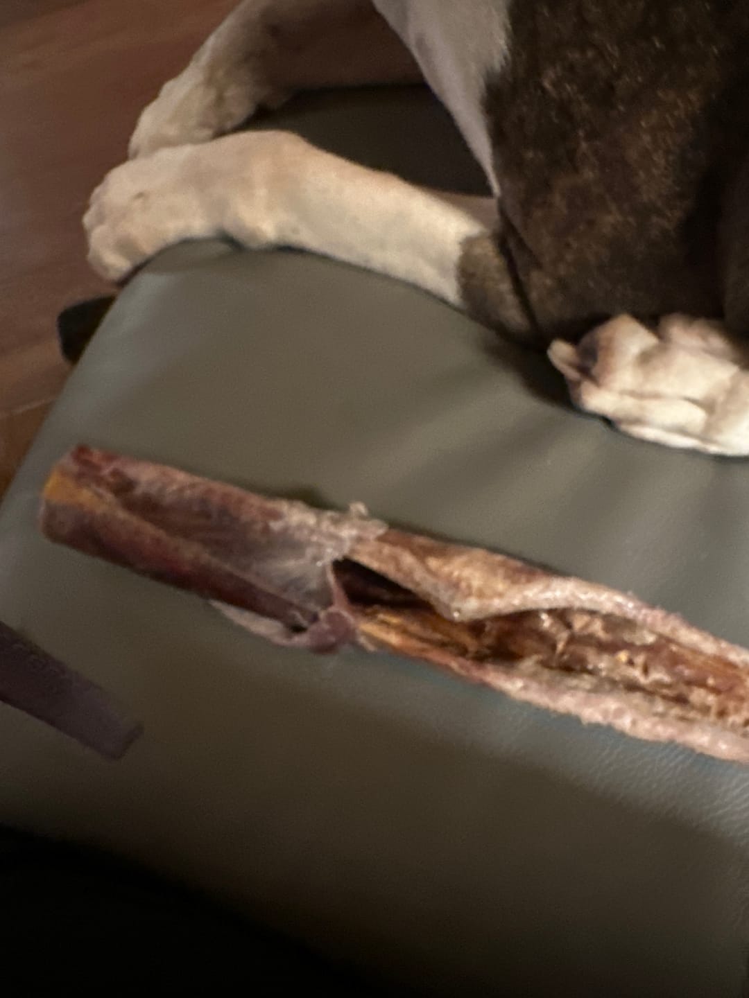 Customer photo review of Power Bully Sticks - 12 Inch