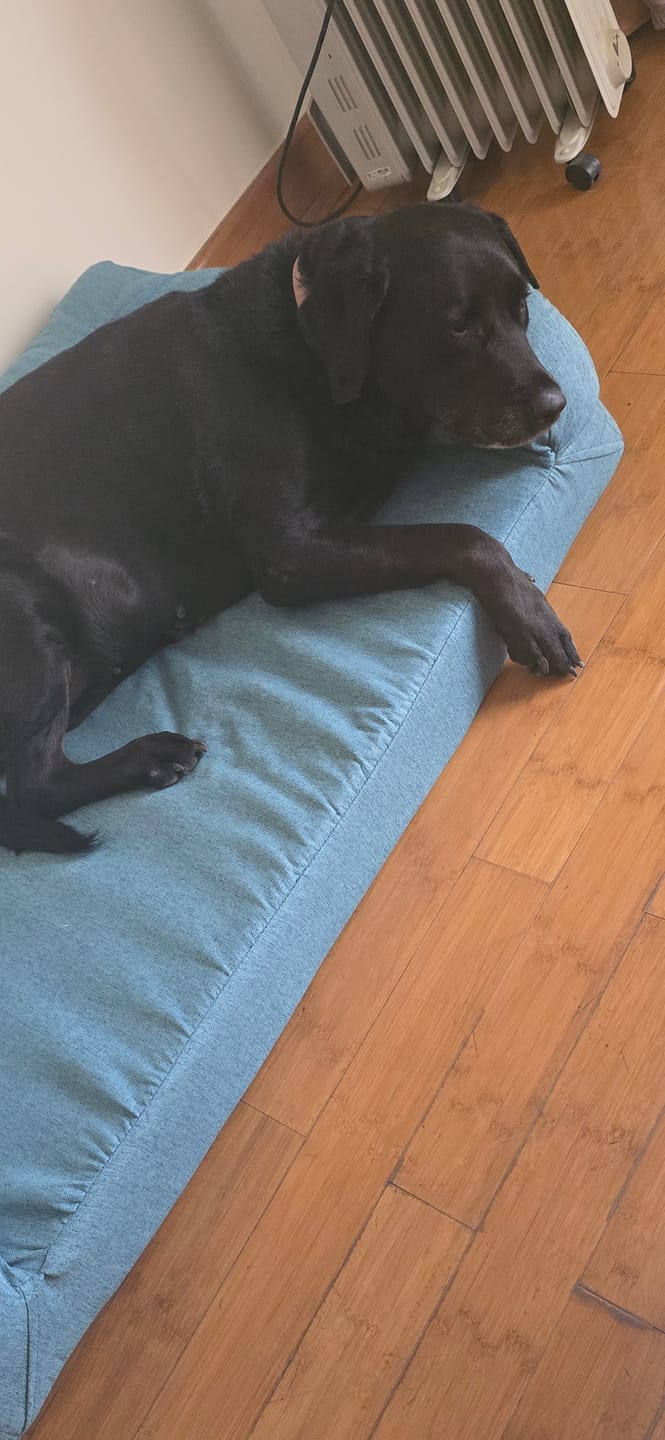 Customer photo review of Biggie Pet Bed