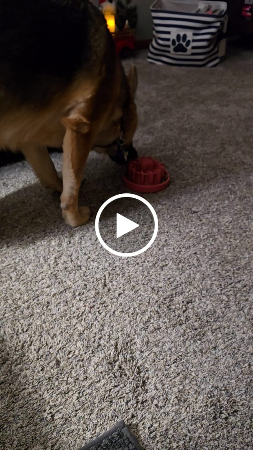Customer video review of FreezLava Heavy-Duty Enrichment Chew