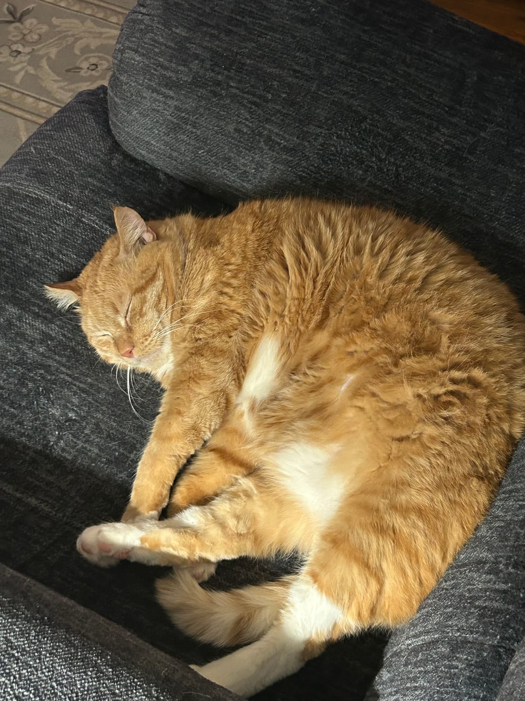 Customer photo review of Dog & Cat WALK-EASY® Joint & Hip Pain Relief Remedy