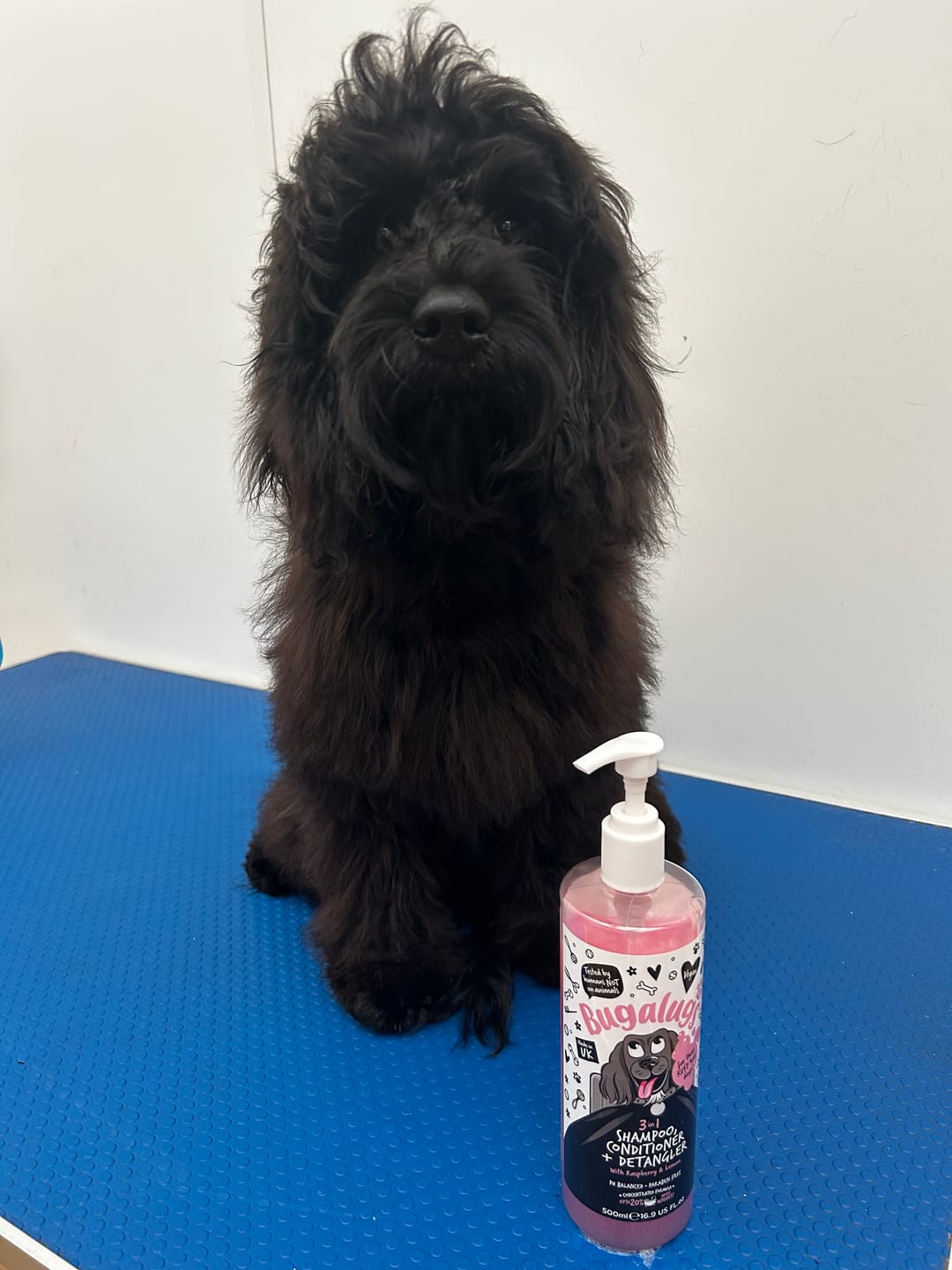 Customer photo review of 3 in 1 Raspberry & Lemon Dog Shampoo, Conditioner & Detangler
