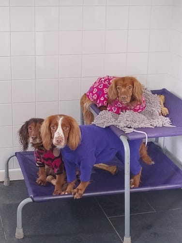 Kate P. review of Purple Mesh Cover image 1 out of 1