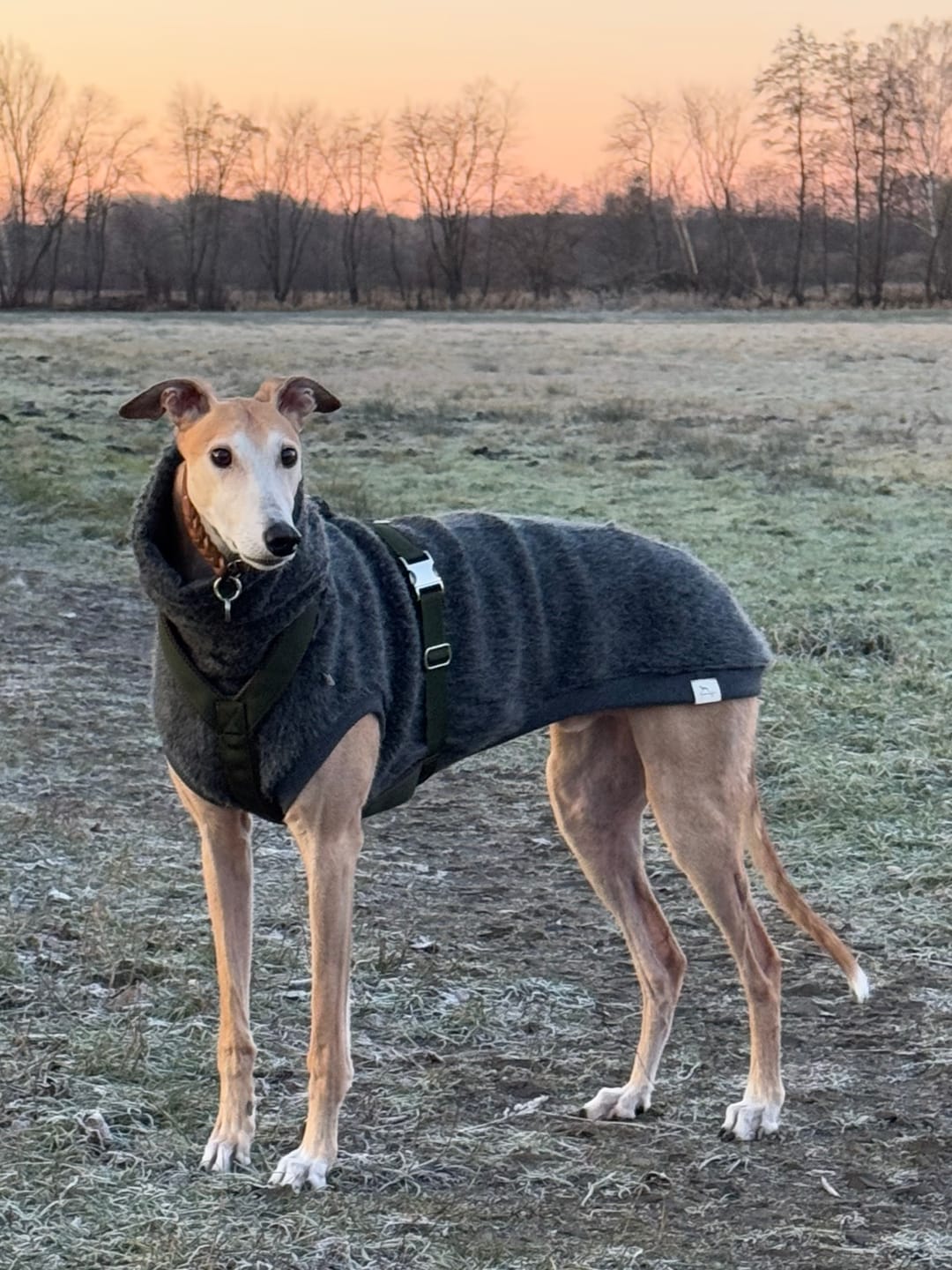 Customer photo review of Hundegeschirr PRO "Mountain Green"