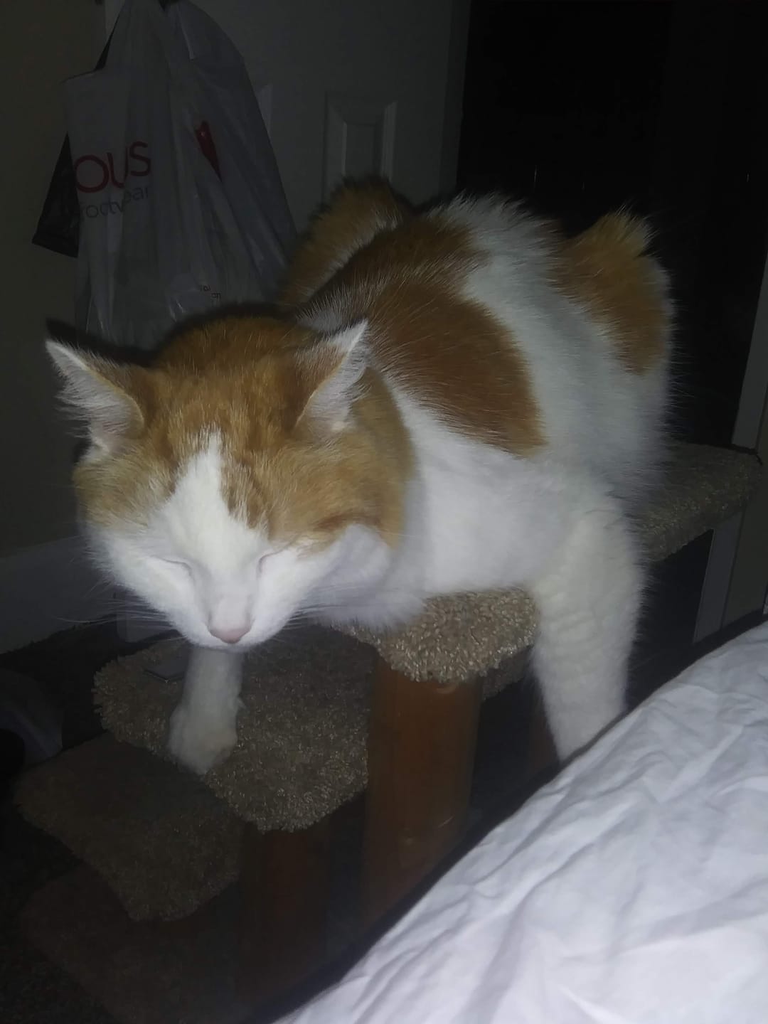 Customer photo review of Cat Weight Gain + Hyperthyroidism Support Remedy