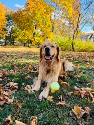 Customer photo review of Fetch & Glow Balls