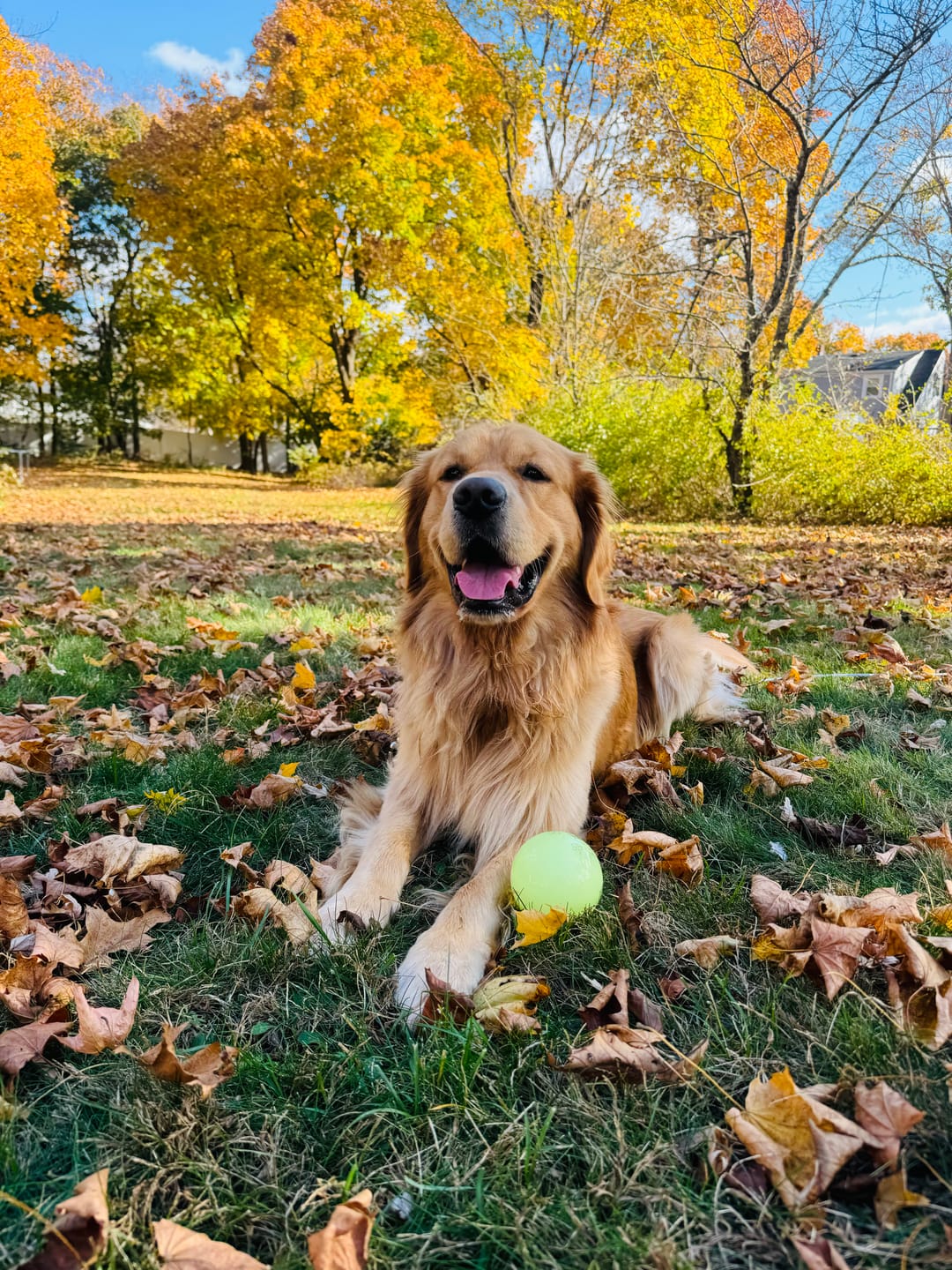 Customer photo review of Fetch & Glow Balls