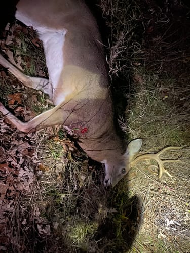 Customer photo review of Beast Broadheads