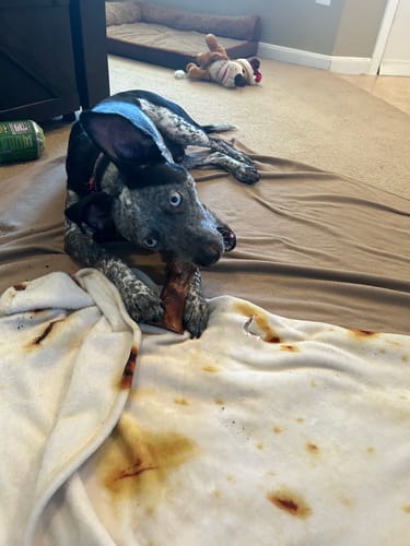 Customer photo review of Smoked Beef Marrow Bone