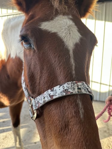 Customer photo review of TACKTICAL X MATT MATHEWS NYLON HALTER