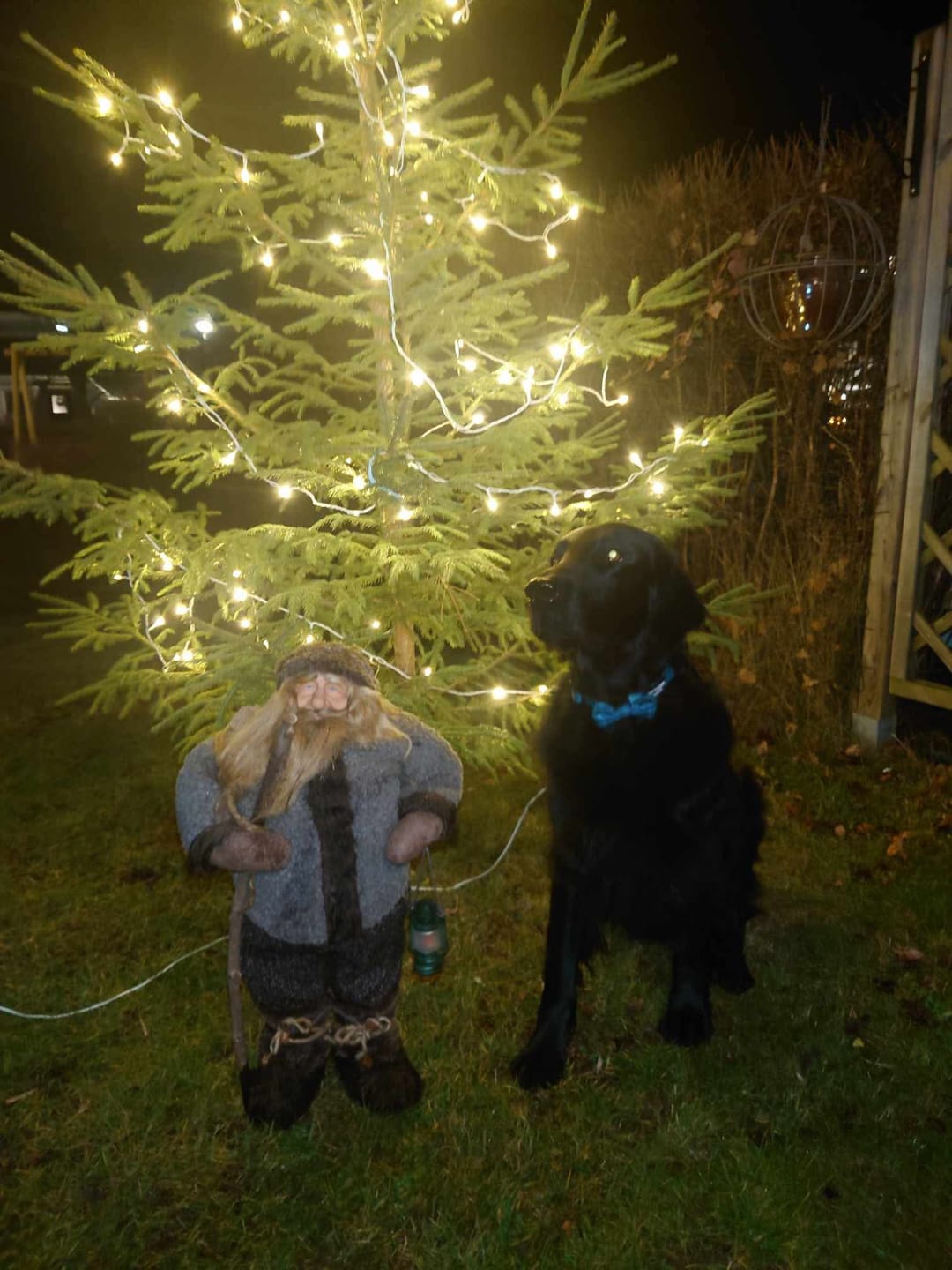 Customer photo review of Collar – Country Teal