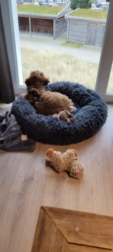 Customer photo review of Puppery Hundebett Wolke 7 - Das Original